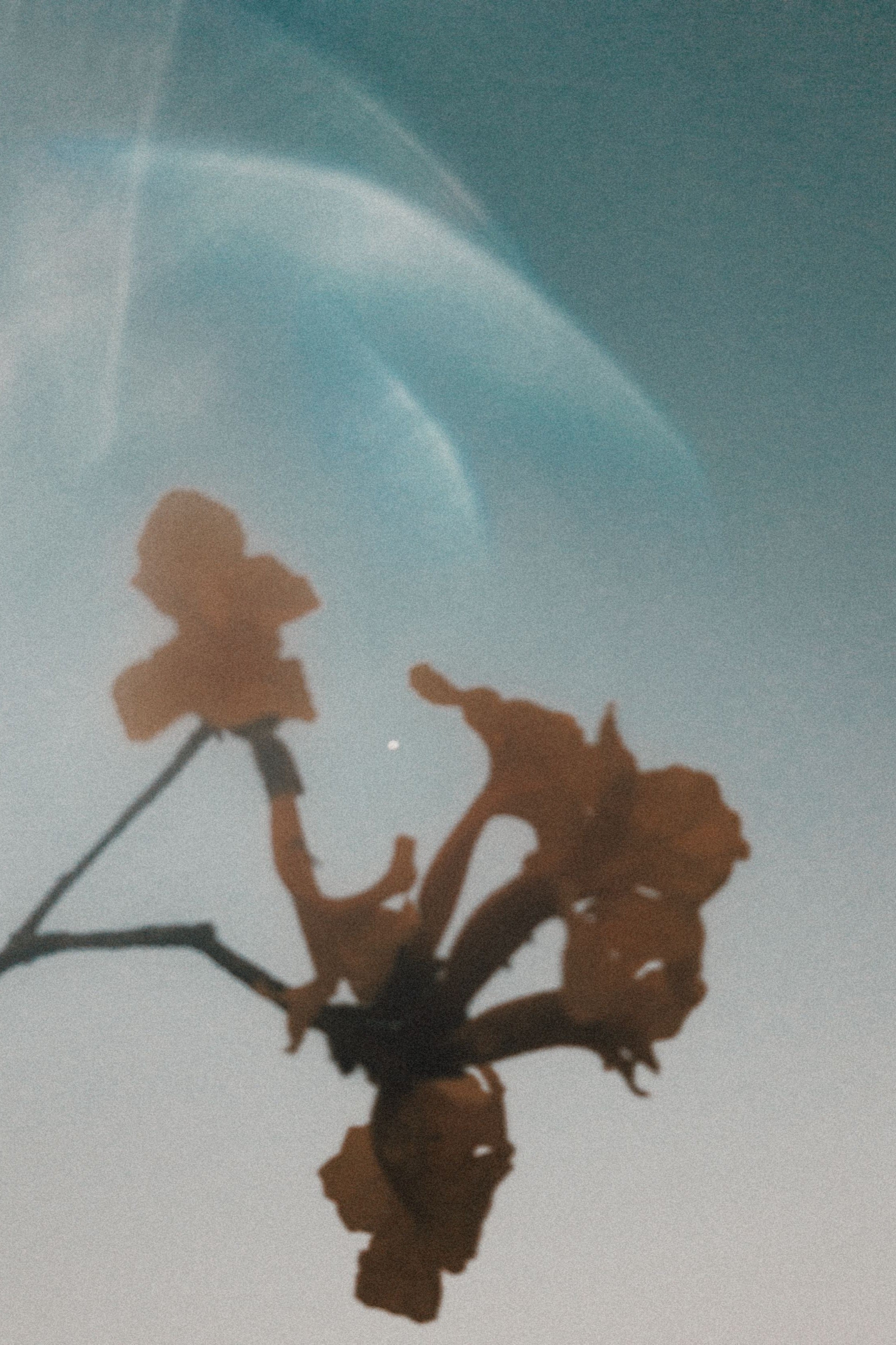 LIGHT · ELEMENTS · BIOLOGY · ECOLOGY — In conversation.