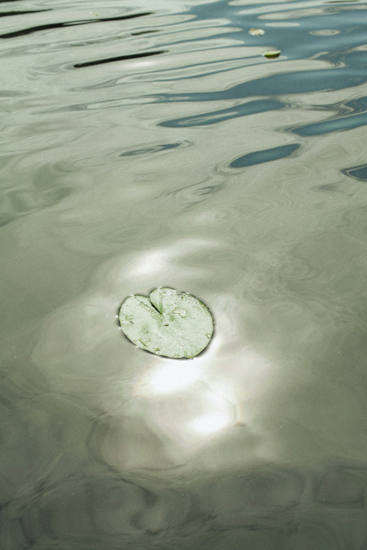 LIGHT · ELEMENTS · BIOLOGY · ECOLOGY —  In conversation.